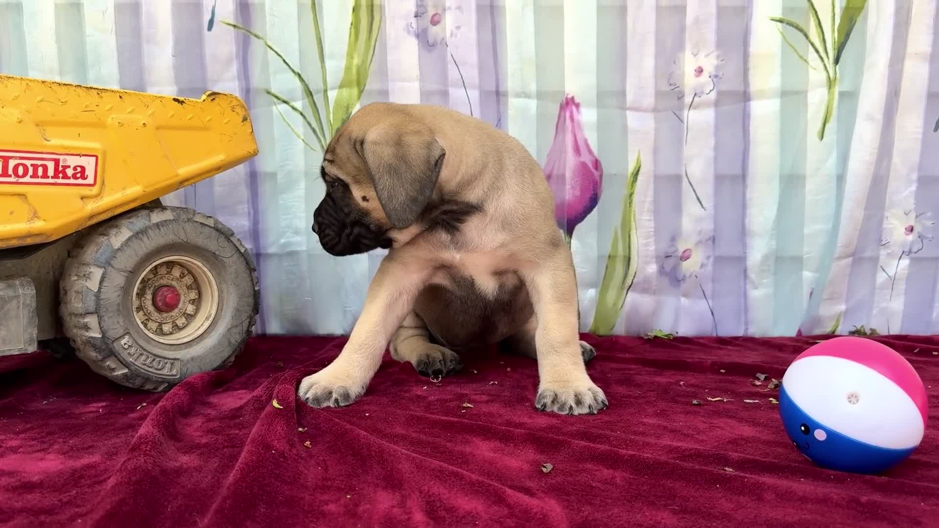 English Mastiff dogs for sale: Major - Video 1