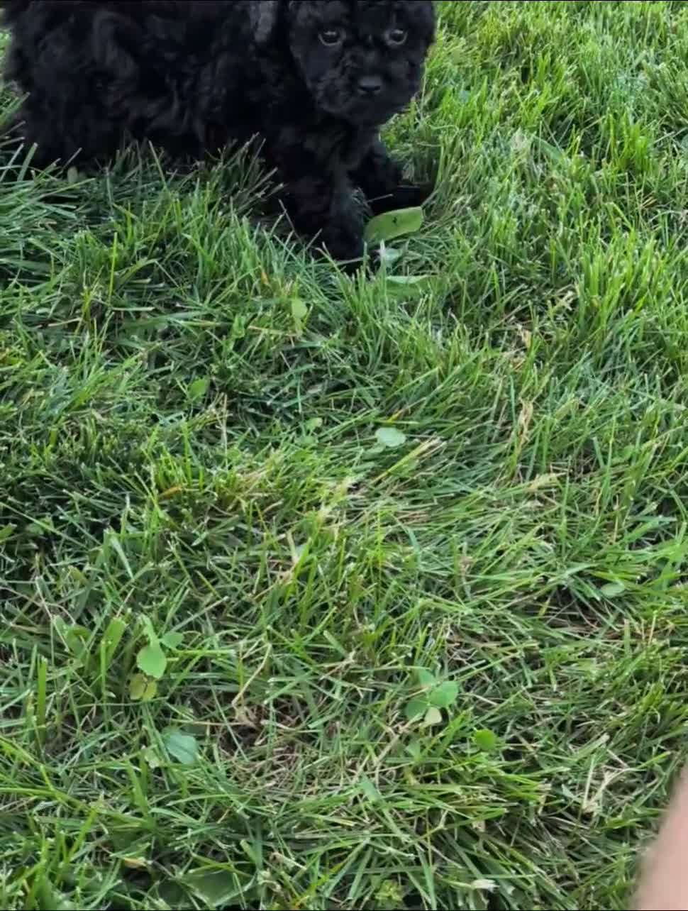 Miniature Poodle dogs for sale: Miniature Poodle Puppy 4 - Video 1
