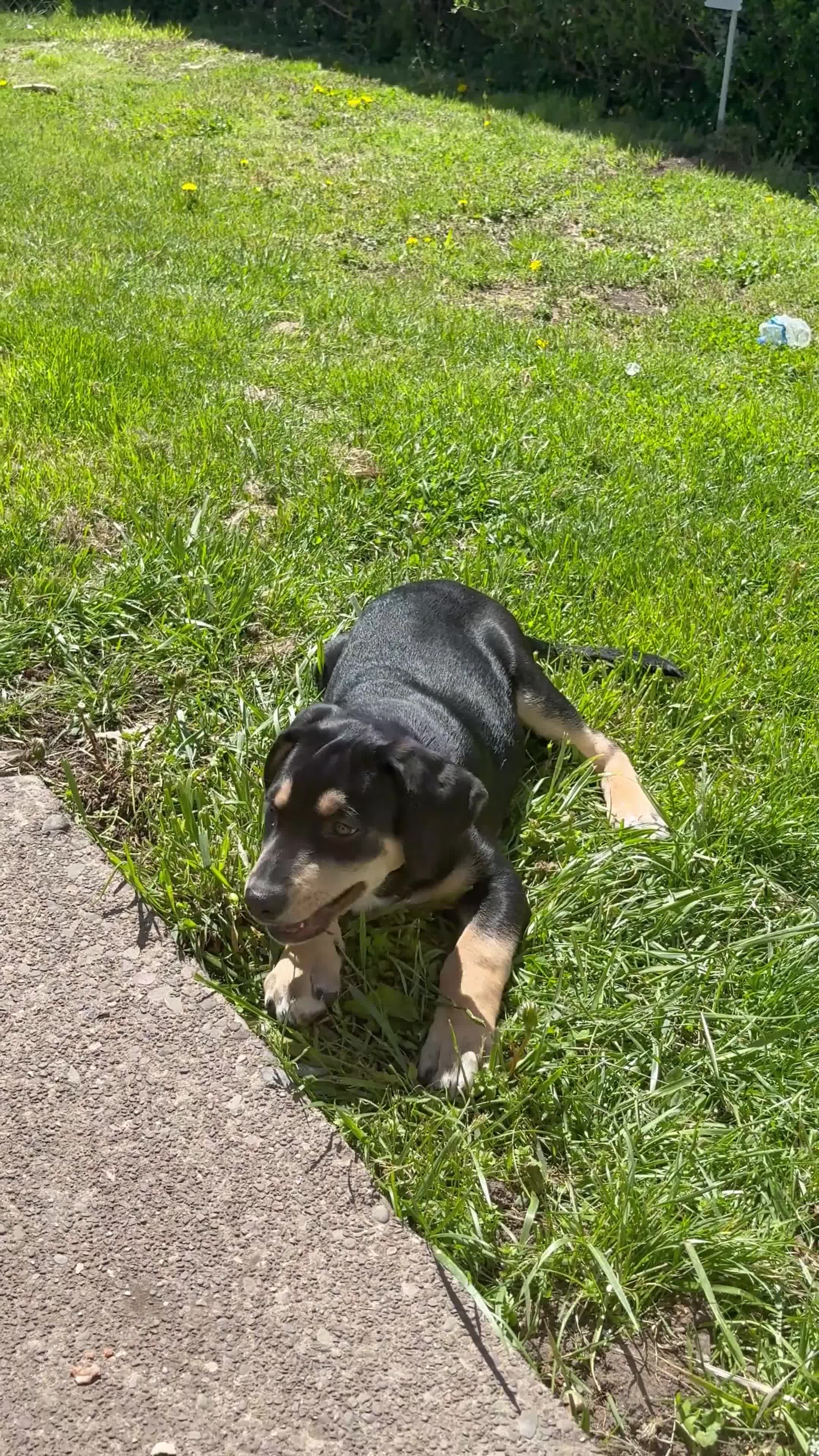 Mixed Breed dogs for sale: Mixed Breed Puppy 1 - Video 1