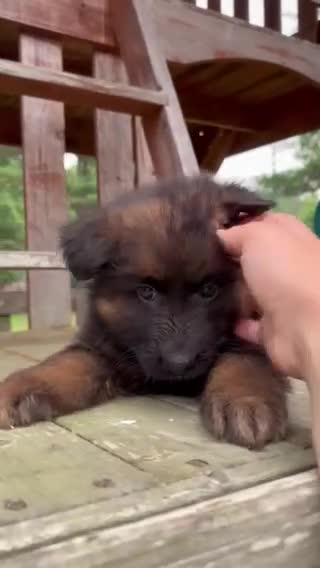 German Shepherd dogs for sale: Hazel - Video 1