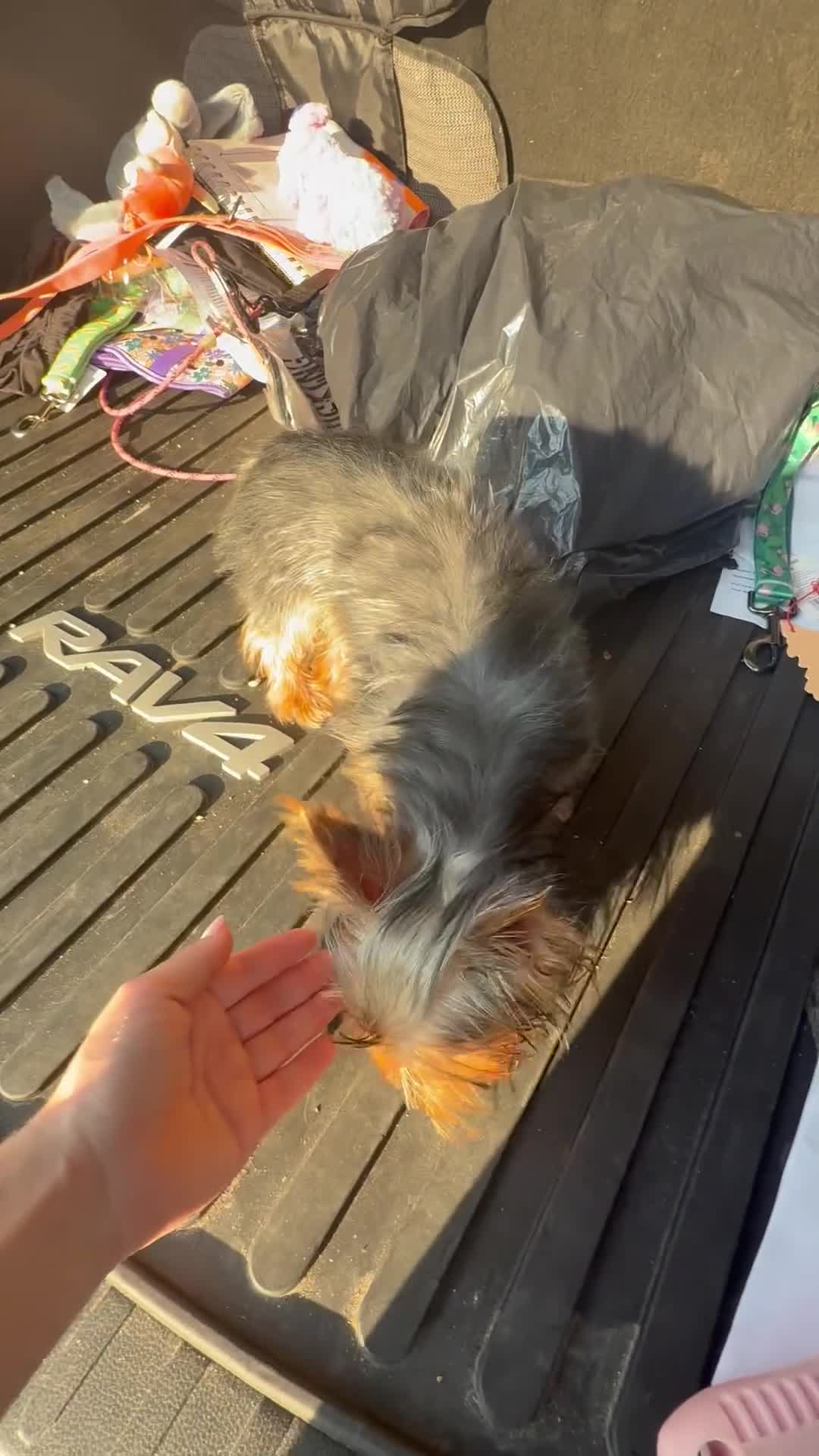 Yorkshire Terrier dogs for sale: Lily - Video 1