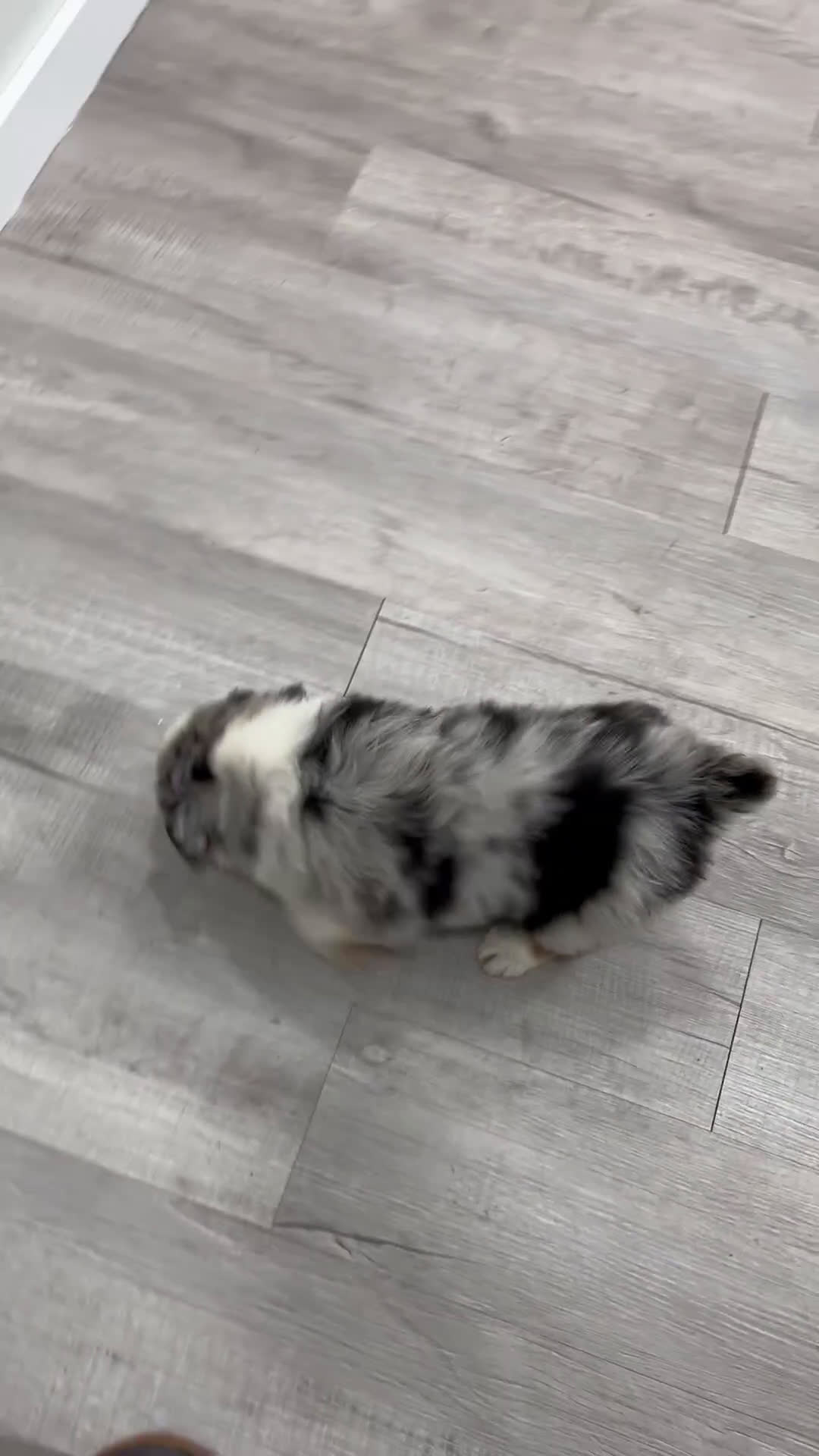 Australian Shepherd dogs for sale: Lady - Video 1