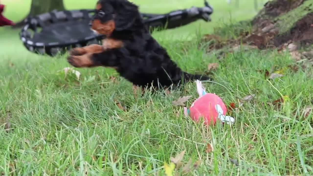 Cavapoo dogs for sale: Kai - Video 1