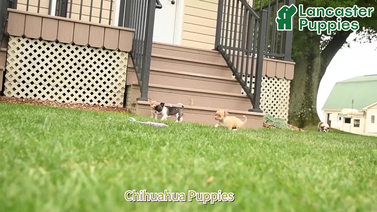 Chihuahua dogs for sale: Judge - Video 1