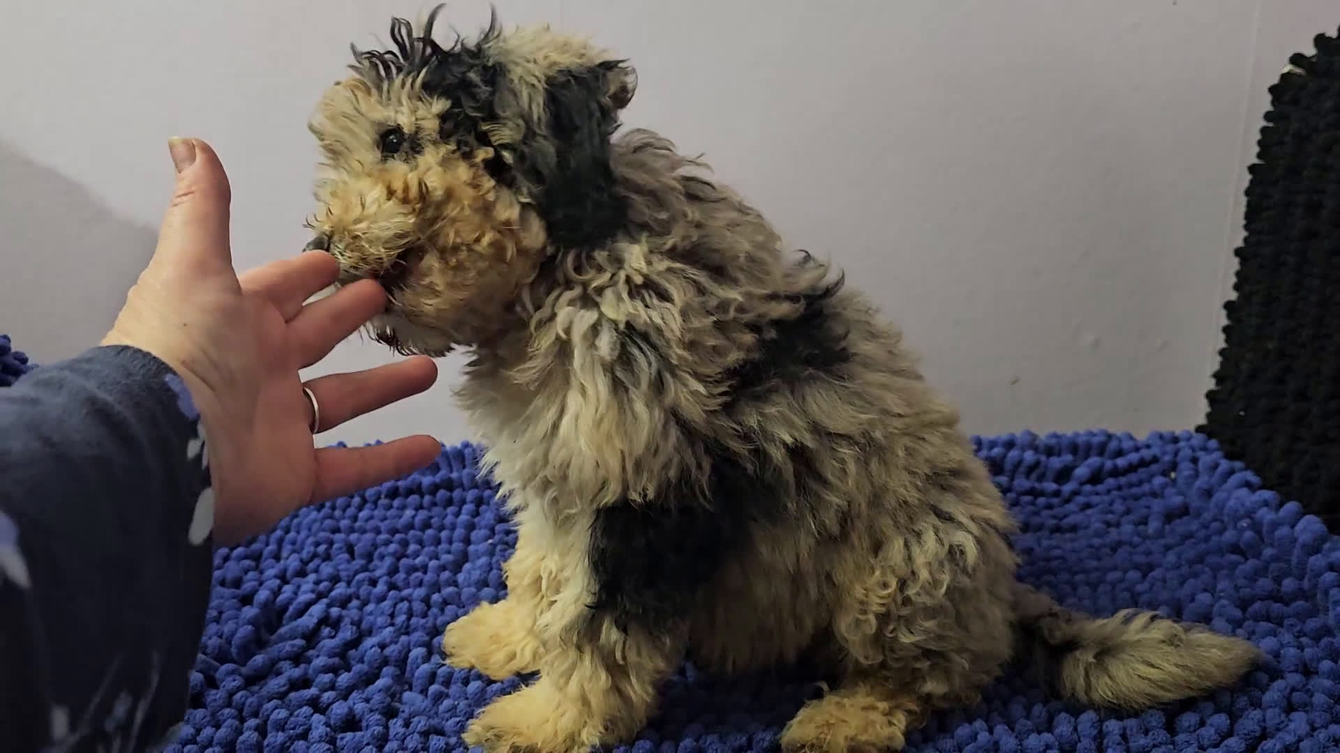 Sheepadoodle dogs for sale: Black and tan boy Sheepadoodle  - Video 3