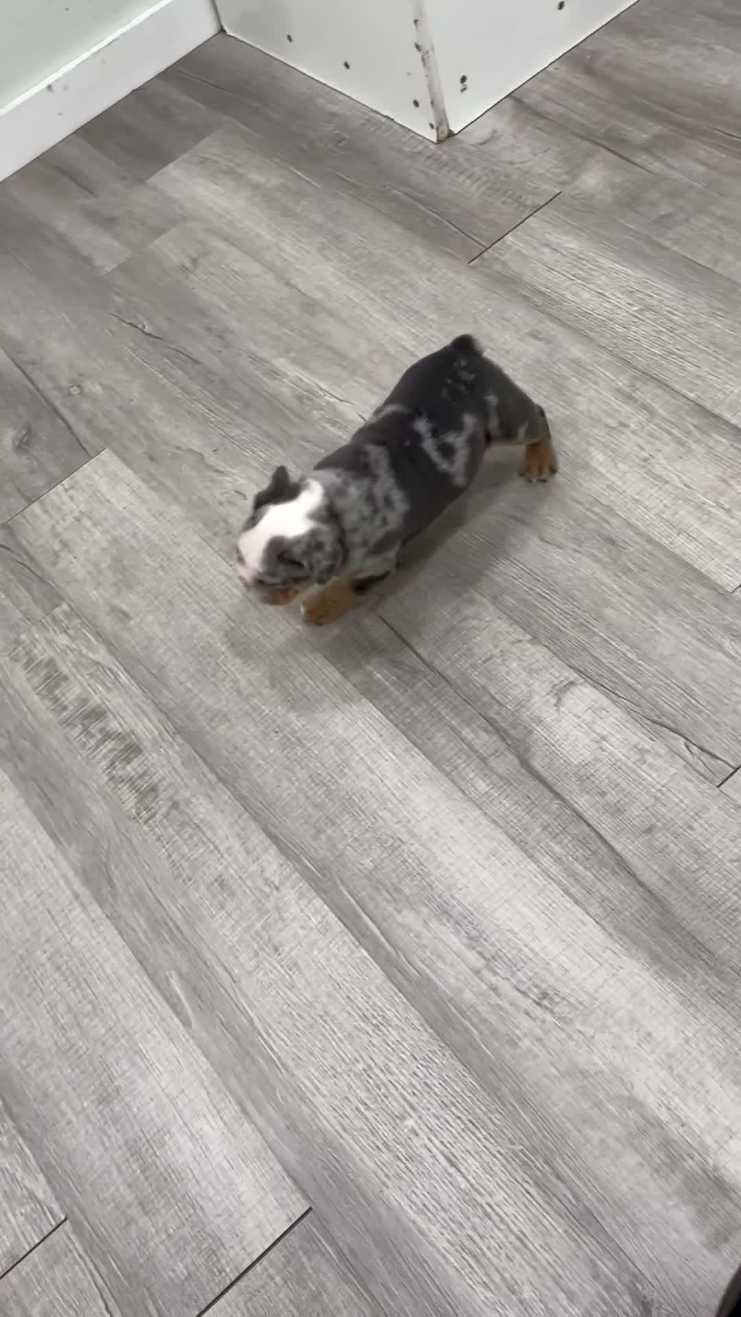 English Bulldog dogs for sale: Charles - Video 1