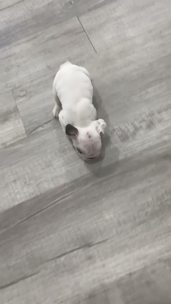 Beabull dogs for sale: Tootsie - Video 1