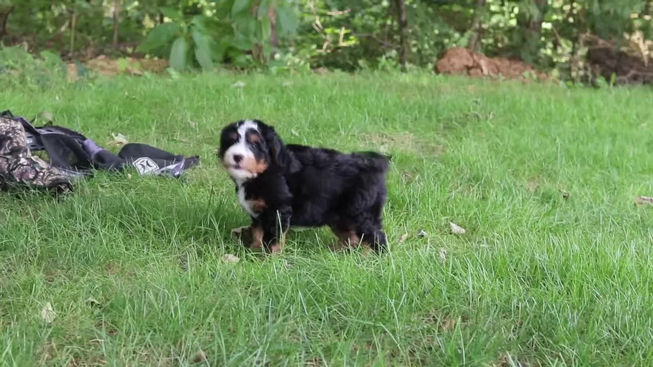 Mini Bernedoodle dogs for sale: Teddy - Video 1