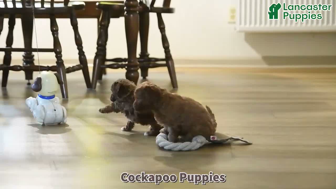 Cockapoo dogs for sale: Calvin - Video 1