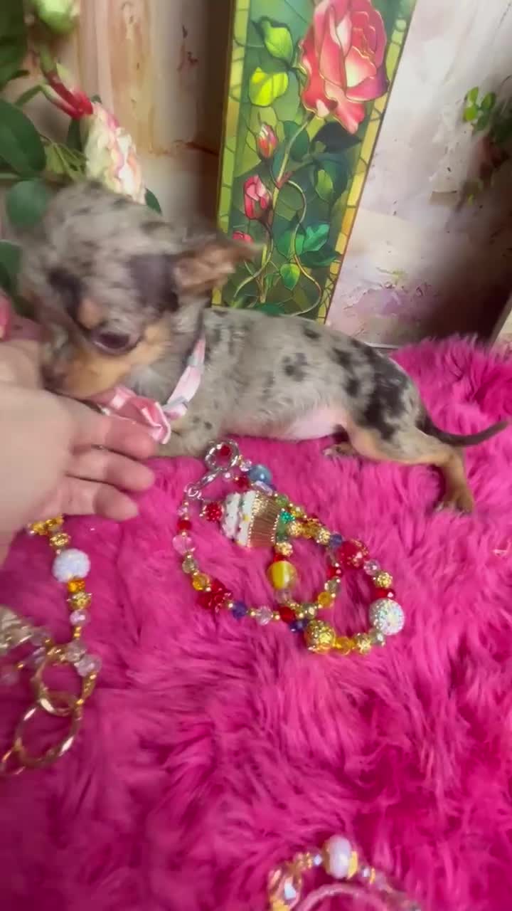 Chihuahua dogs for sale: CUPCAKE  - Video 1