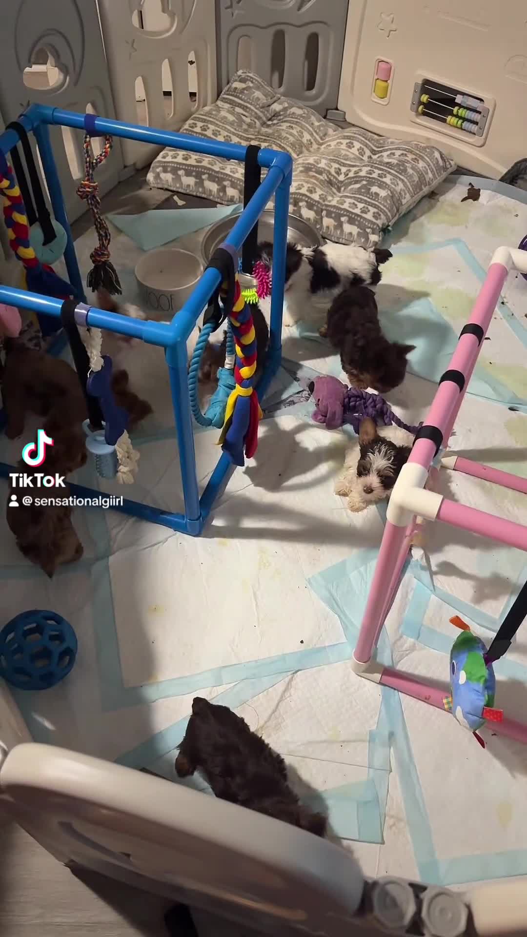 Yorkshire Terrier dogs for sale: Summer  - Video 1