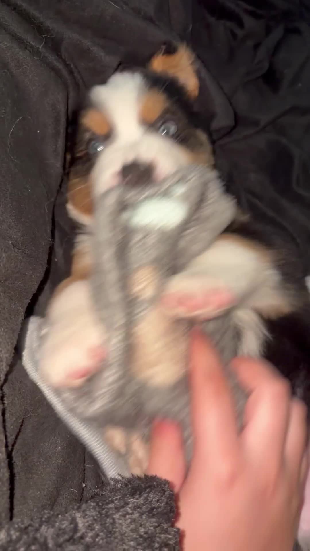 Mixed Breed dogs for sale: Neon green - Video 1