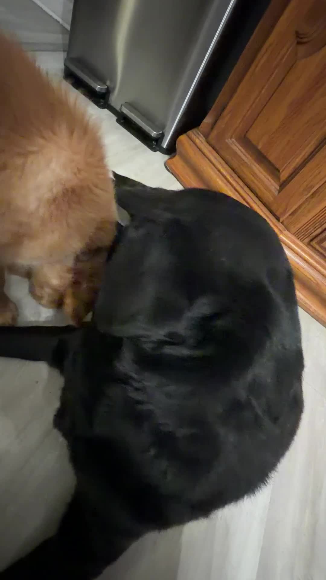 Golden Retriever dogs for sale: Prince - Video 7