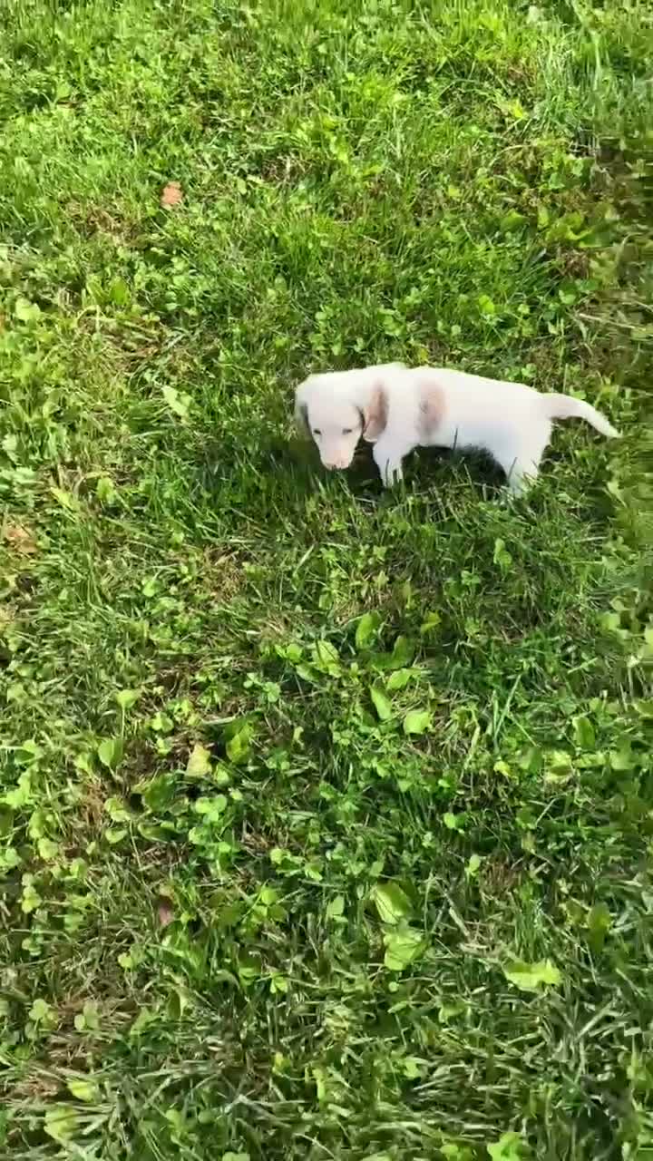 Miniature Dachshund dogs for sale: Miniature Dachshund 1 - Video 1