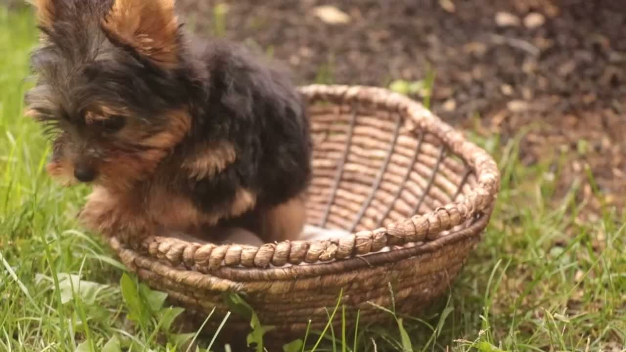 Yorkshire Terrier dogs for sale: Stephan Yorkshire Terrier  - Video 1