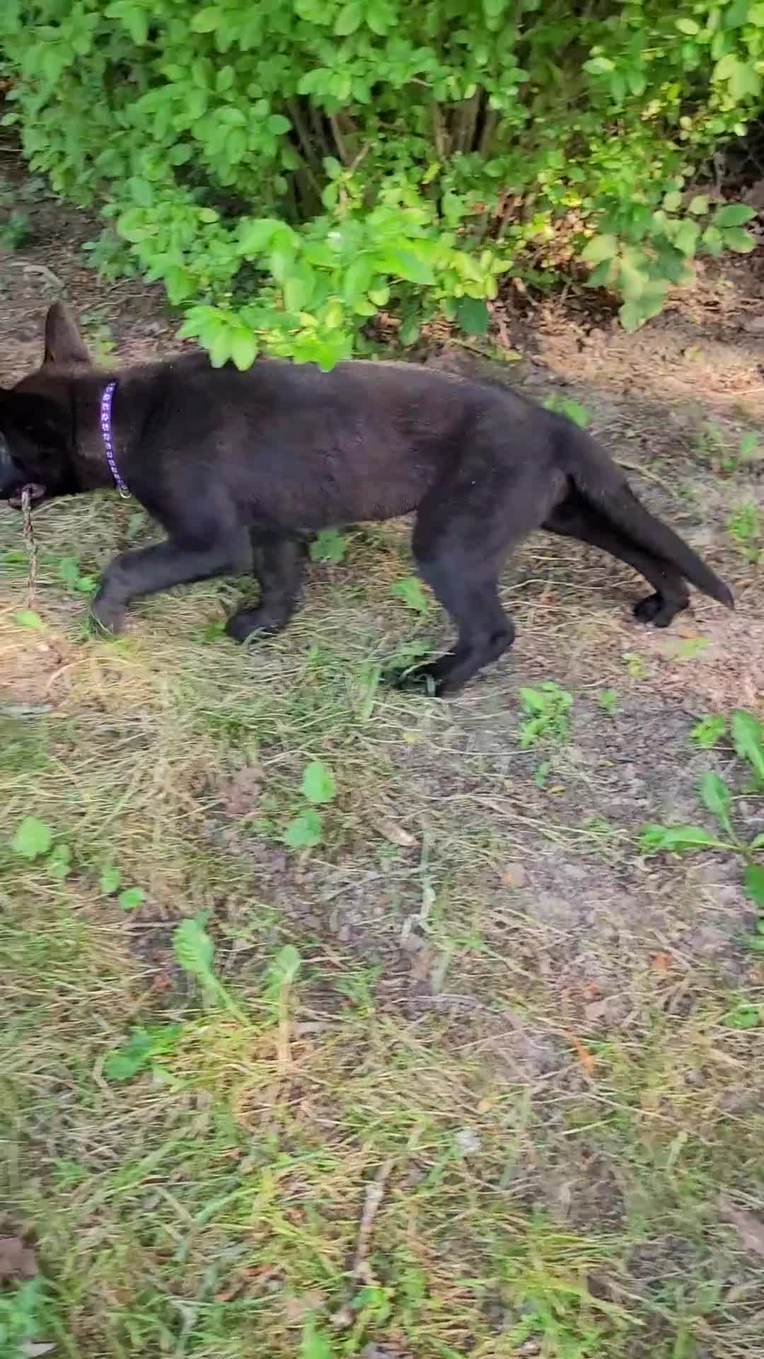 Mixed Breed dogs for sale: Sirius - Video 2
