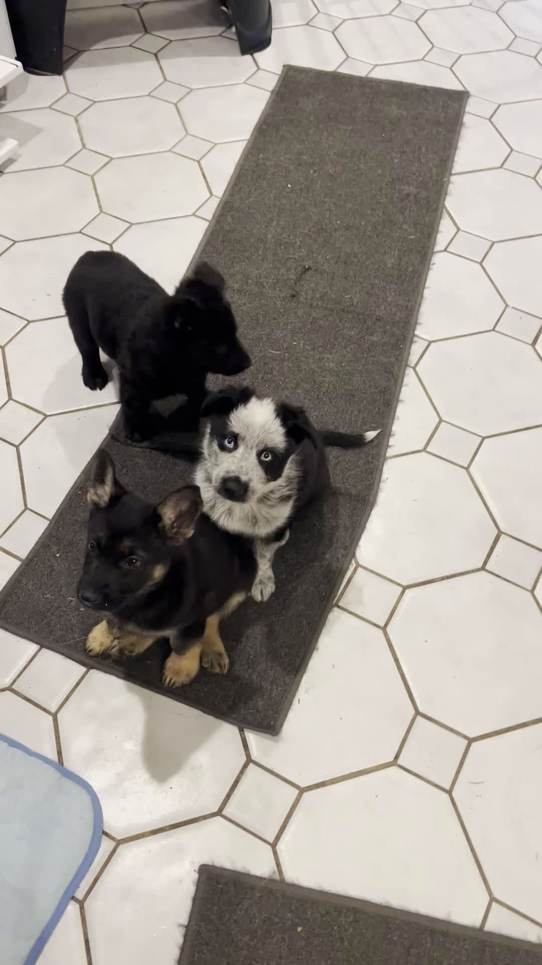 German Shepherd dogs for sale: Star - German Shepherd Puppy  - Video 2