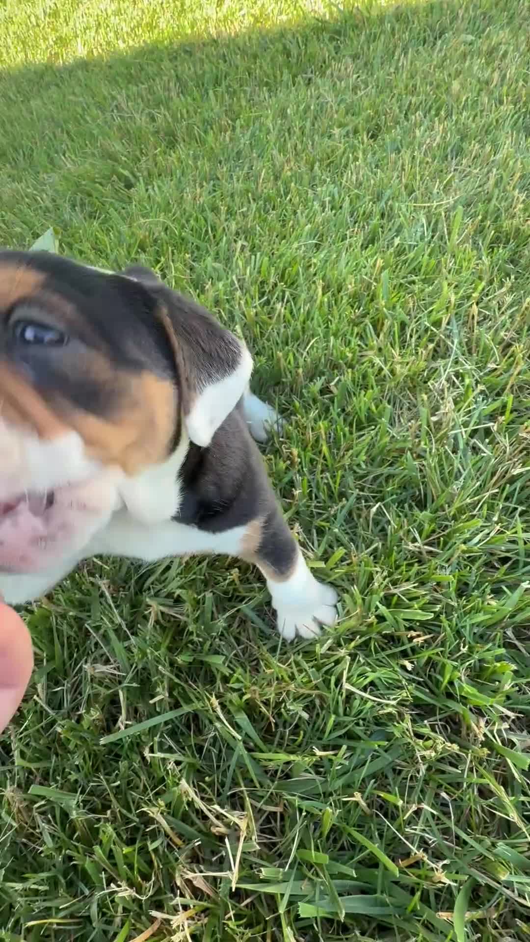 Beabull dogs for sale: Summer - Video 1