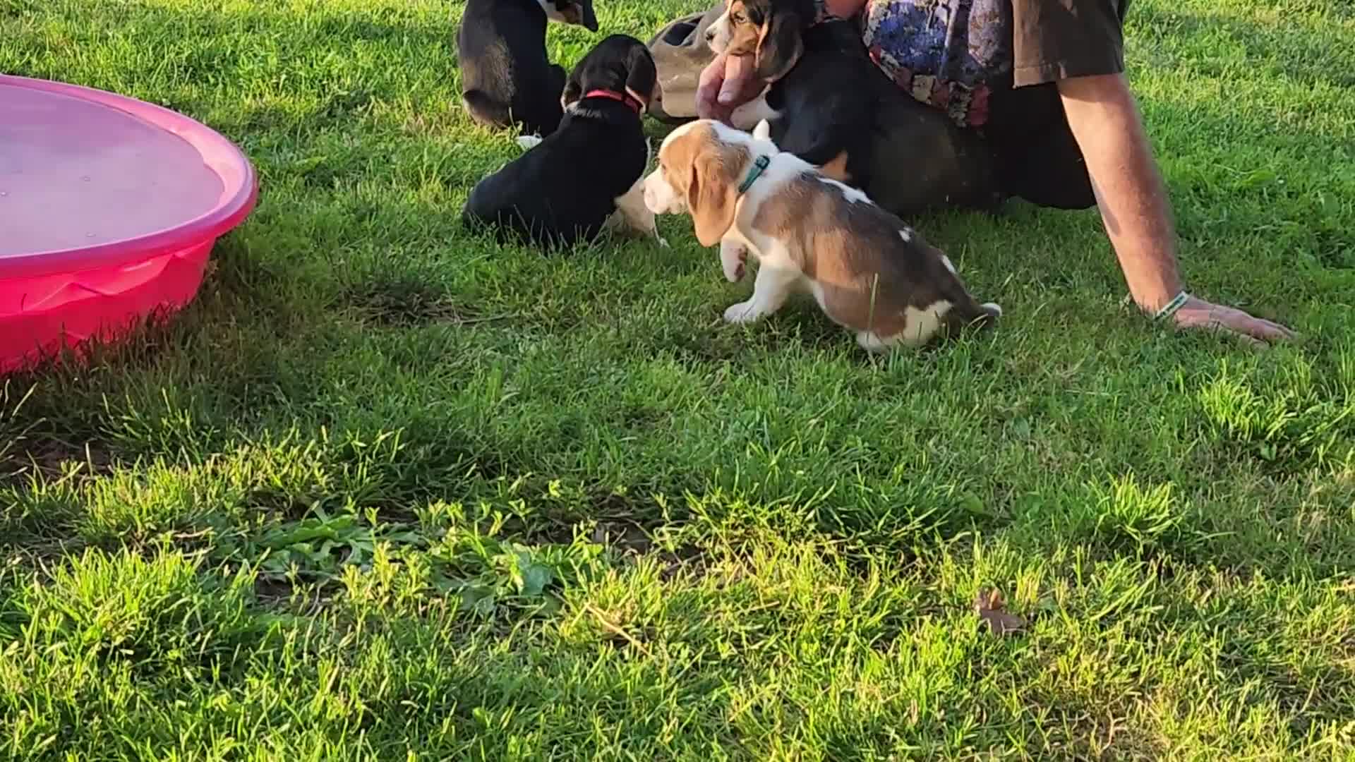 Beagle dogs for sale: Clyde - Video 1