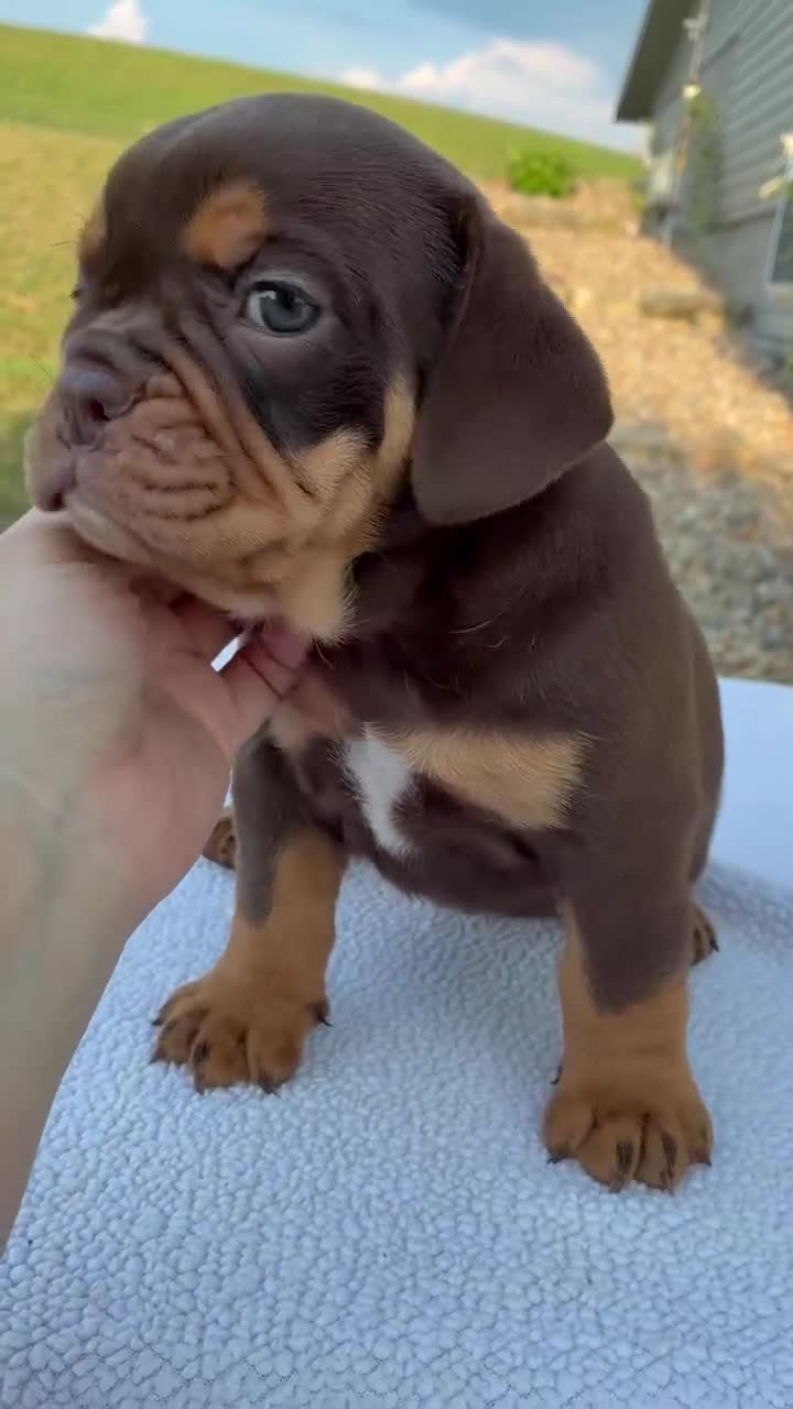 Beabull dogs for sale: Stella - Video 1
