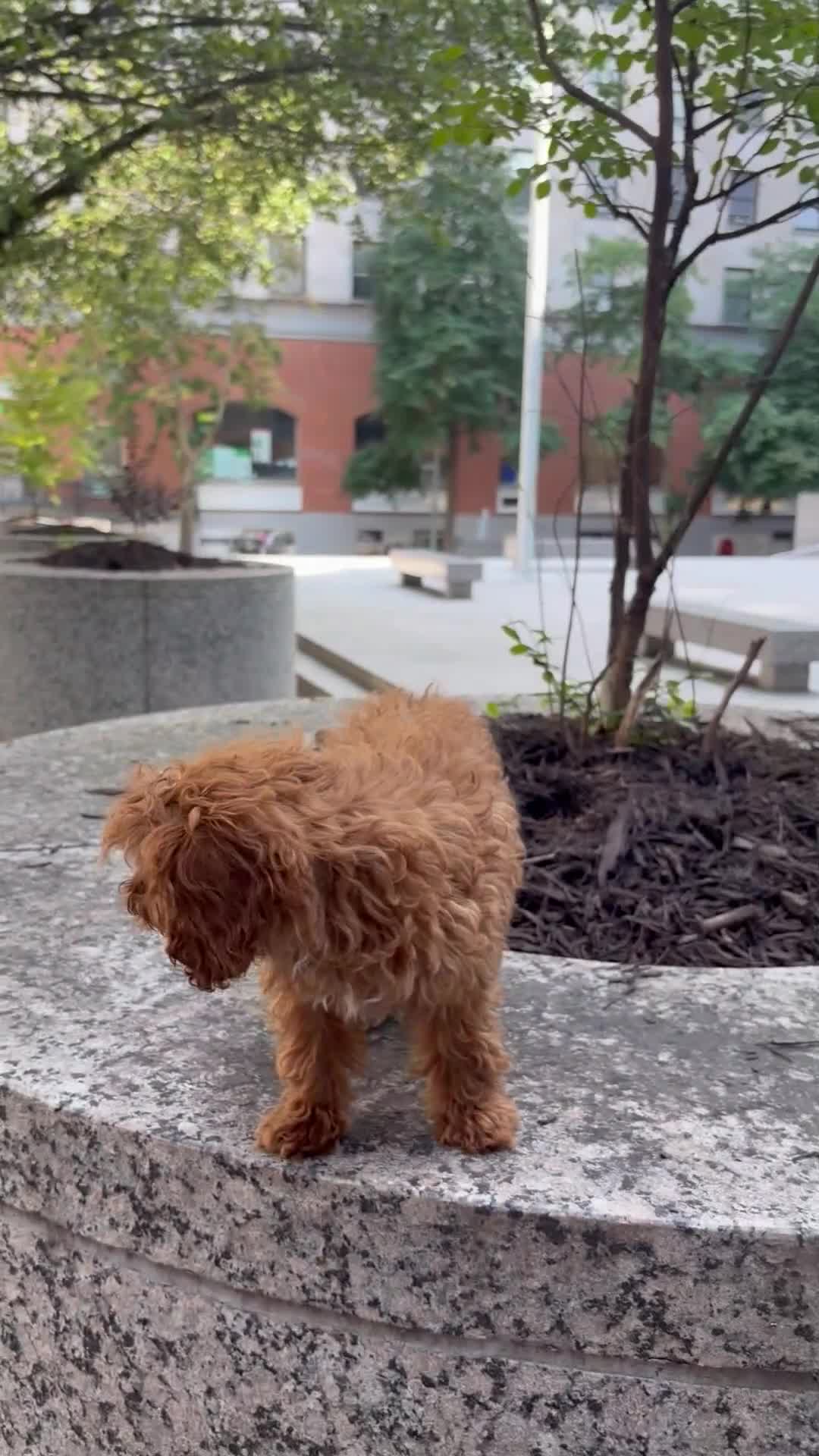 Cavapoo dogs for sale: Lilly - Video 1