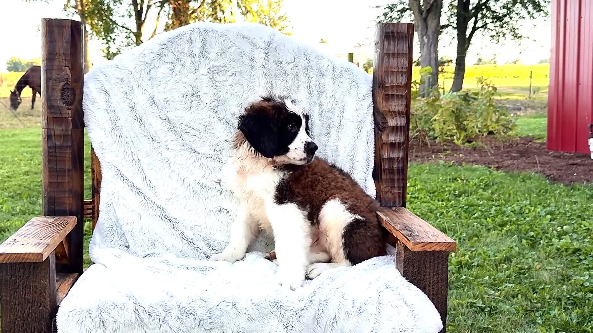 Saint Bernard dogs for sale: Jody - Video 1