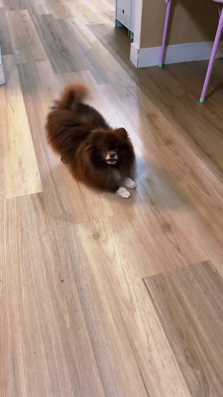 Pomeranian dogs for sale: Saint - Video 1