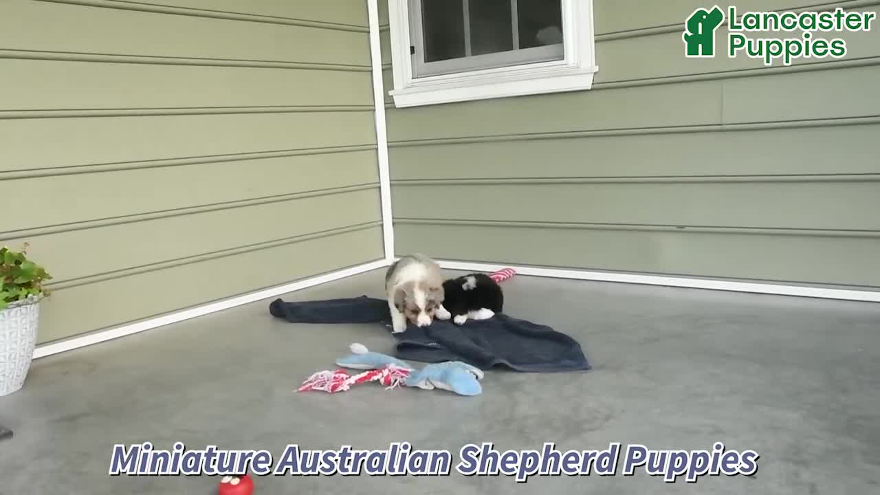 Miniature Australian Shepherd dogs for sale: Paul - Video 1
