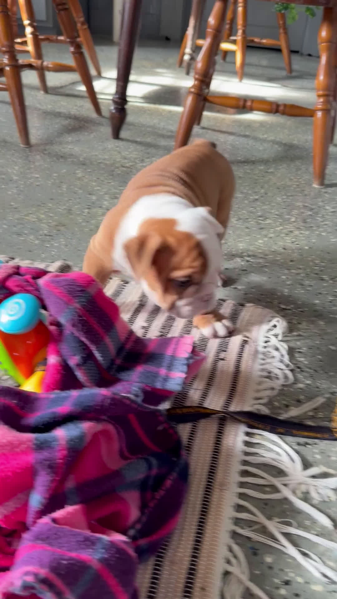 English Bulldog dogs for sale: Mikey - Video 1