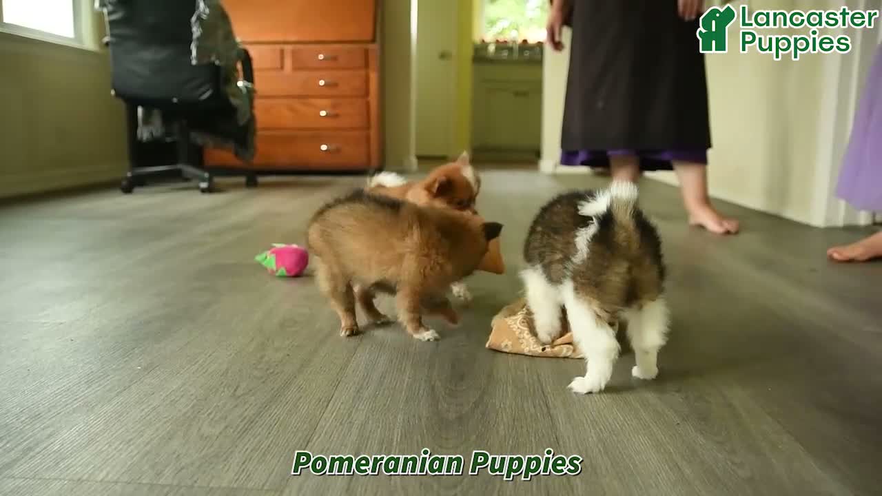 Pomeranian dogs for sale: Teddy - Video 1