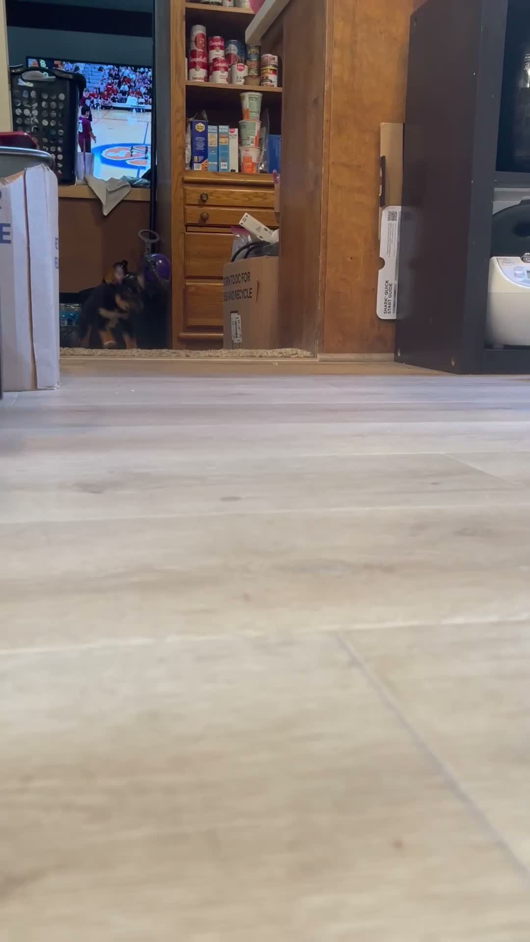Mixed Breed dogs for sale: boy 2 Hunter - Video 1