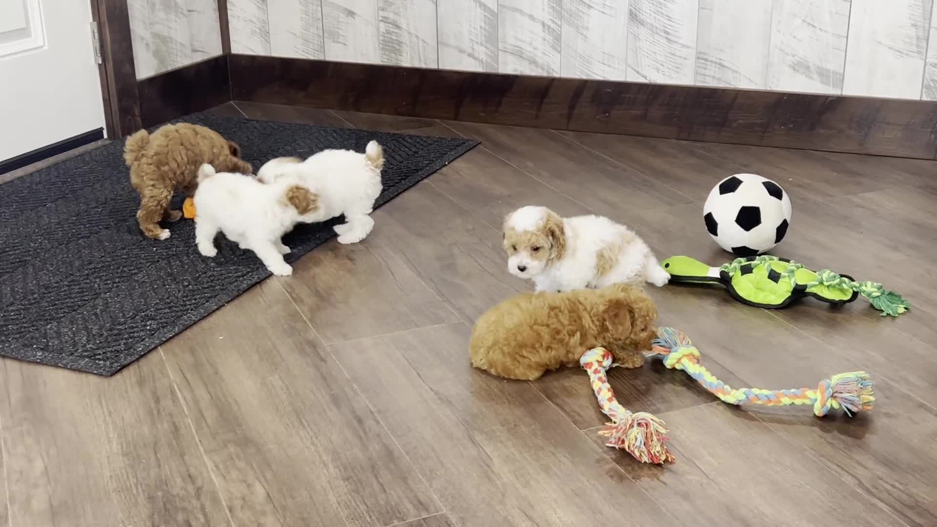 Toy Poodle dogs for sale: Bridget - Video 1