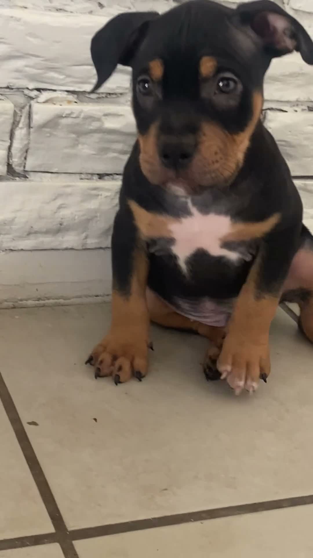 American Bully dogs for sale: American Bully 1 - Video 1