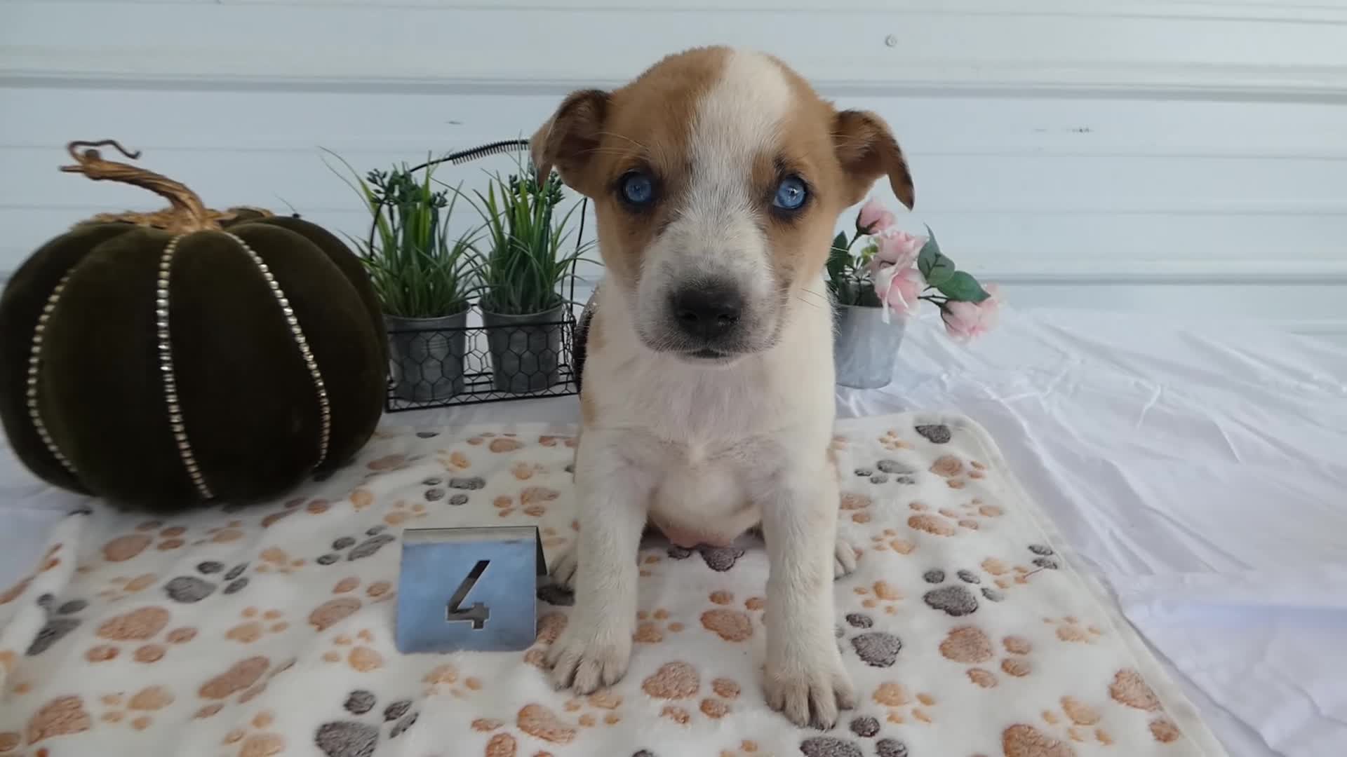 Mixed Breed dogs for sale: Mixed Breed 4 Riley - Video 1