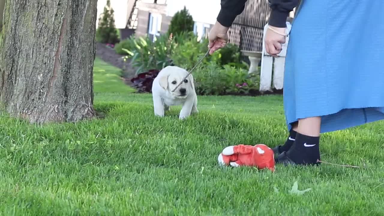 Labrador Retriever dogs for sale: Bert - Video 1