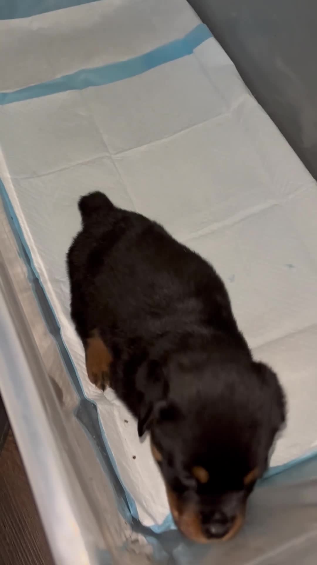 Rottweiler dogs for sale: Puppy 1 - Video 4