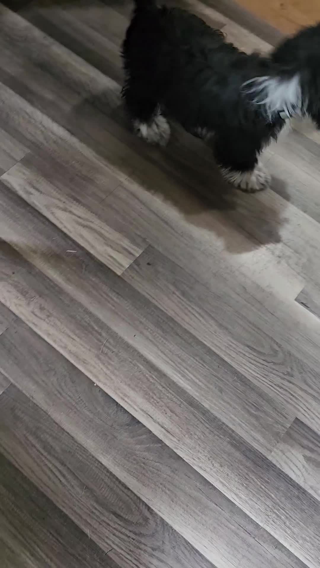 Mixed Breed dogs for sale: Black and White Male - Video 1