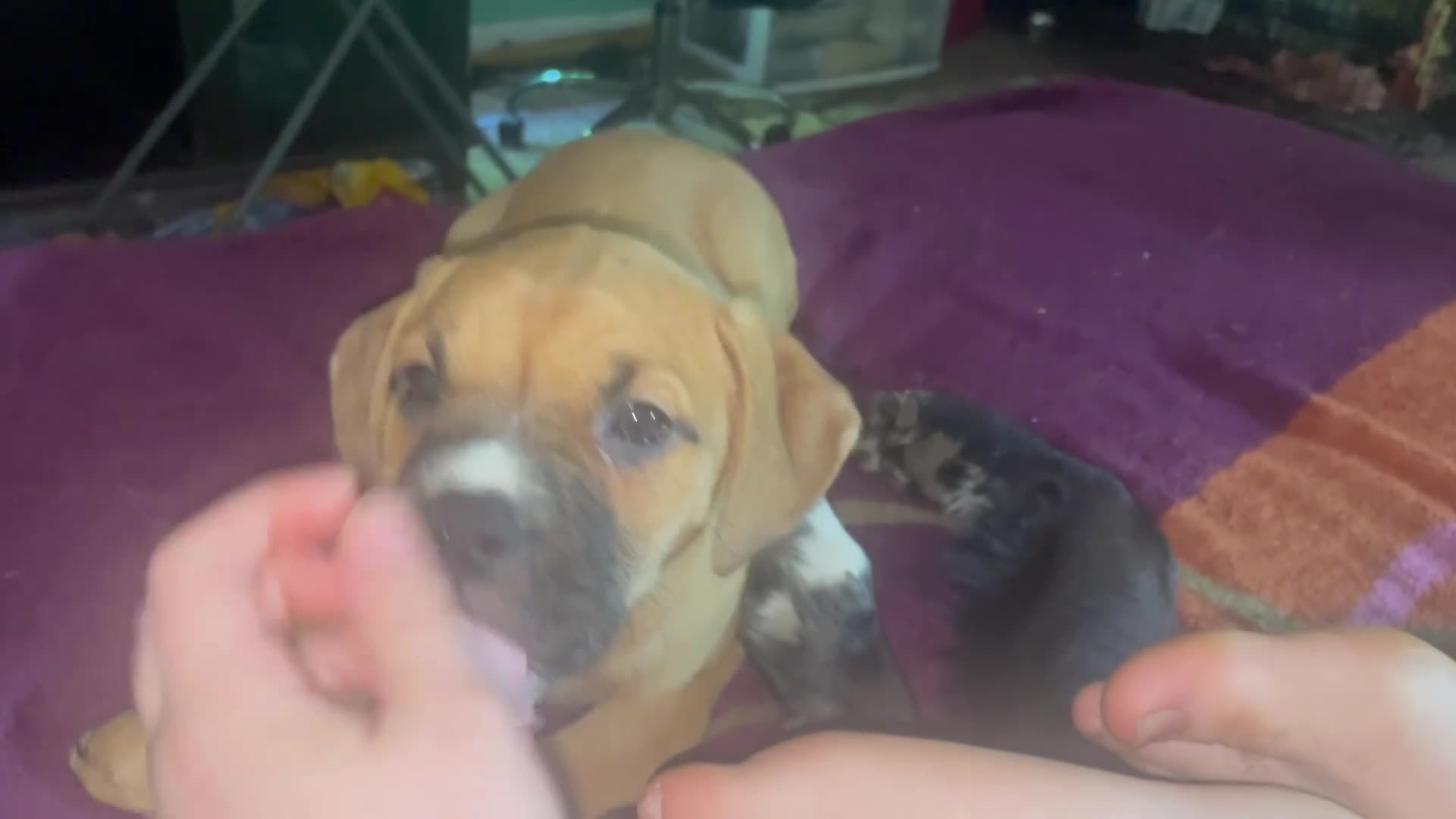 Mixed Breed dogs for sale: Mixed Breed Puppy 3 - Video 3
