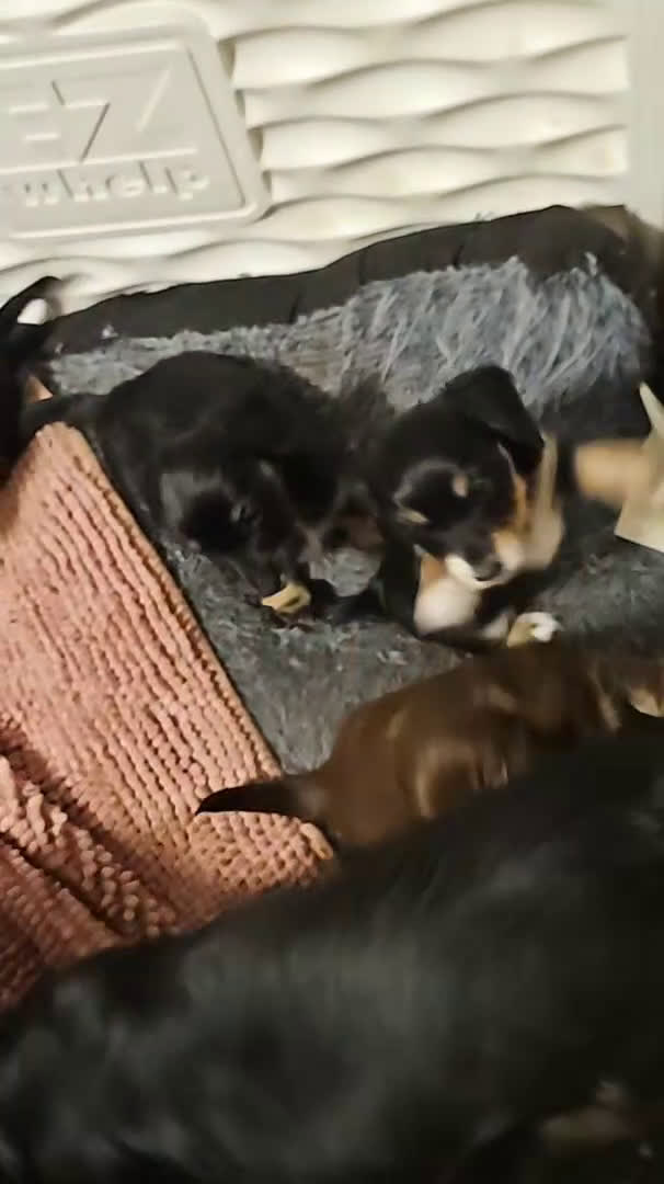 Miniature Dachshund dogs for sale: Hershey - Video 4