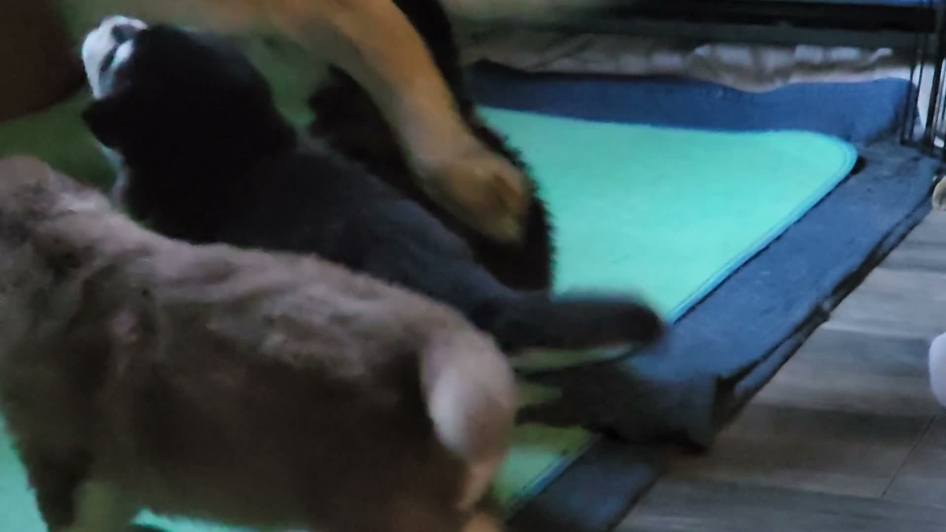 Alaskan Malamute dogs for sale: Meet Hex, she is a red white akc Alaskan malamute female. Lovable and fun to play with.  - Video 5
