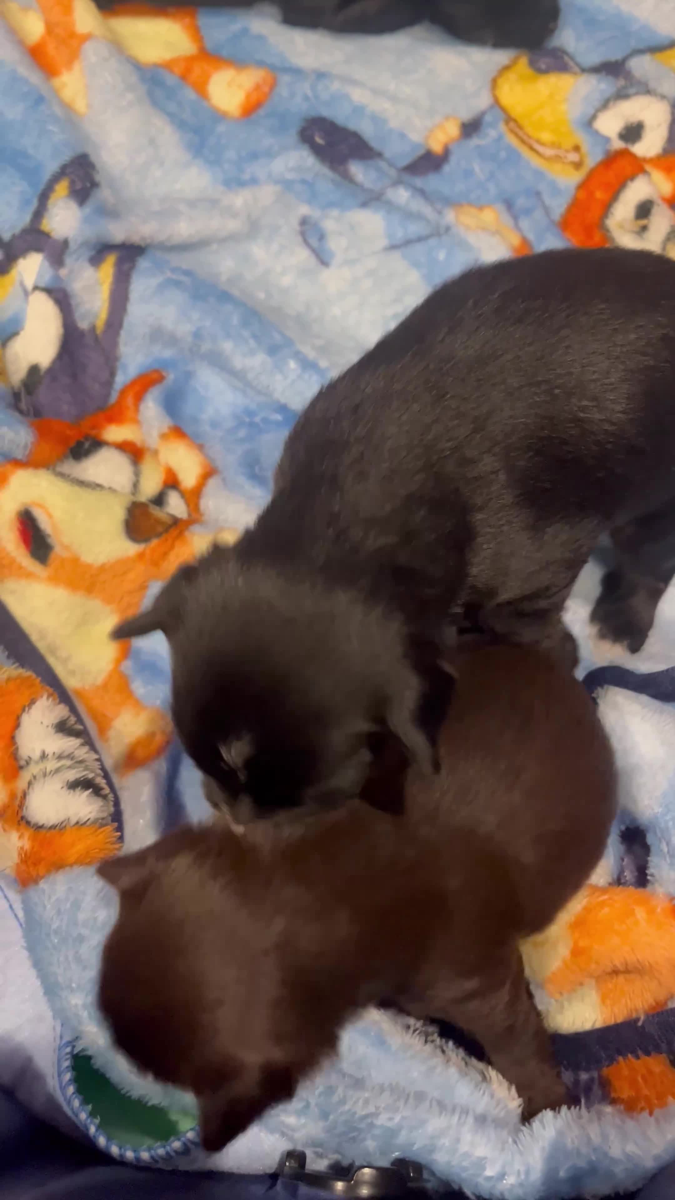 Yorkiepoo dogs for sale: Yorkiepoo 1 - Video 1