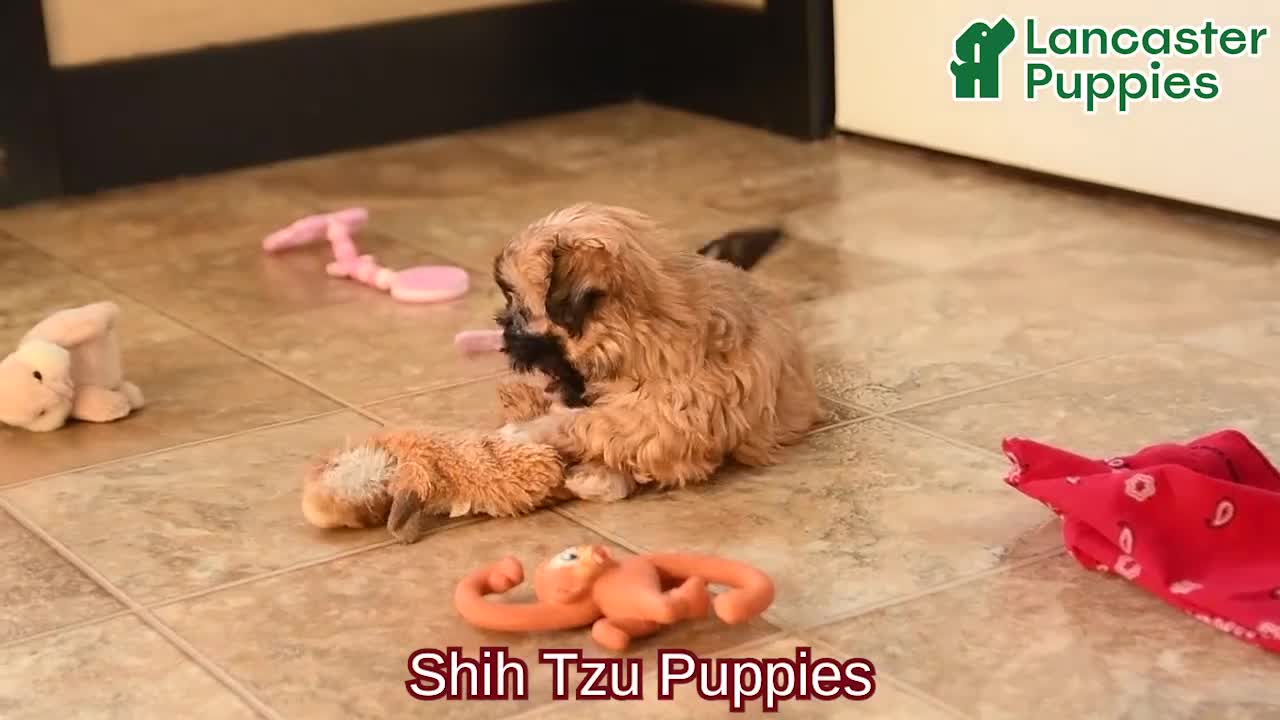 Shih Tzu dogs for sale: Isaac - Video 1