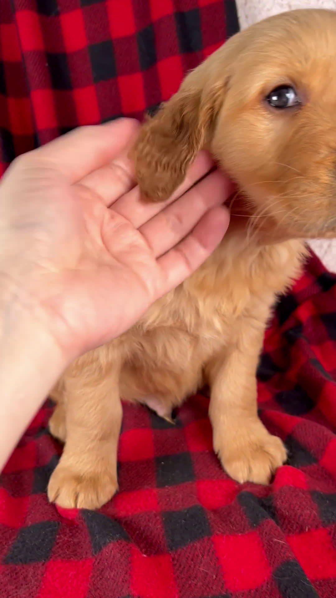 Golden Retriever dogs for sale: Toby - Video 1