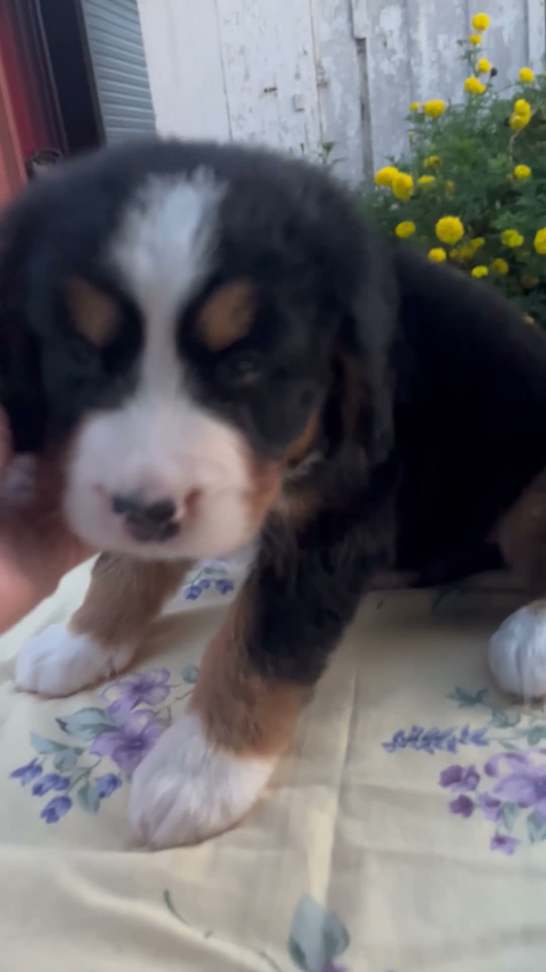 Bernese Mountain Dog dogs for sale: Shyann - Video 1