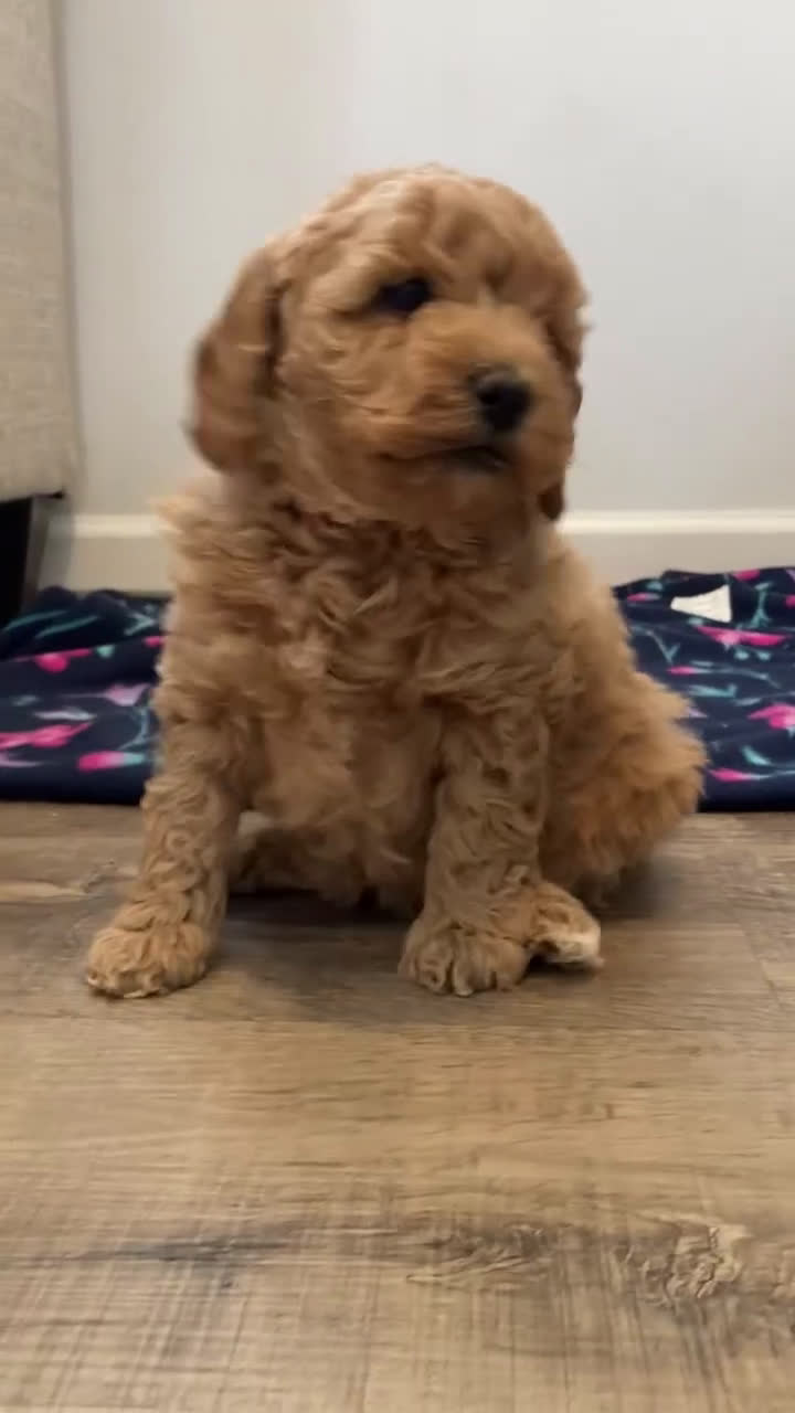 Labradoodle dogs for sale: Puppy - Video 6