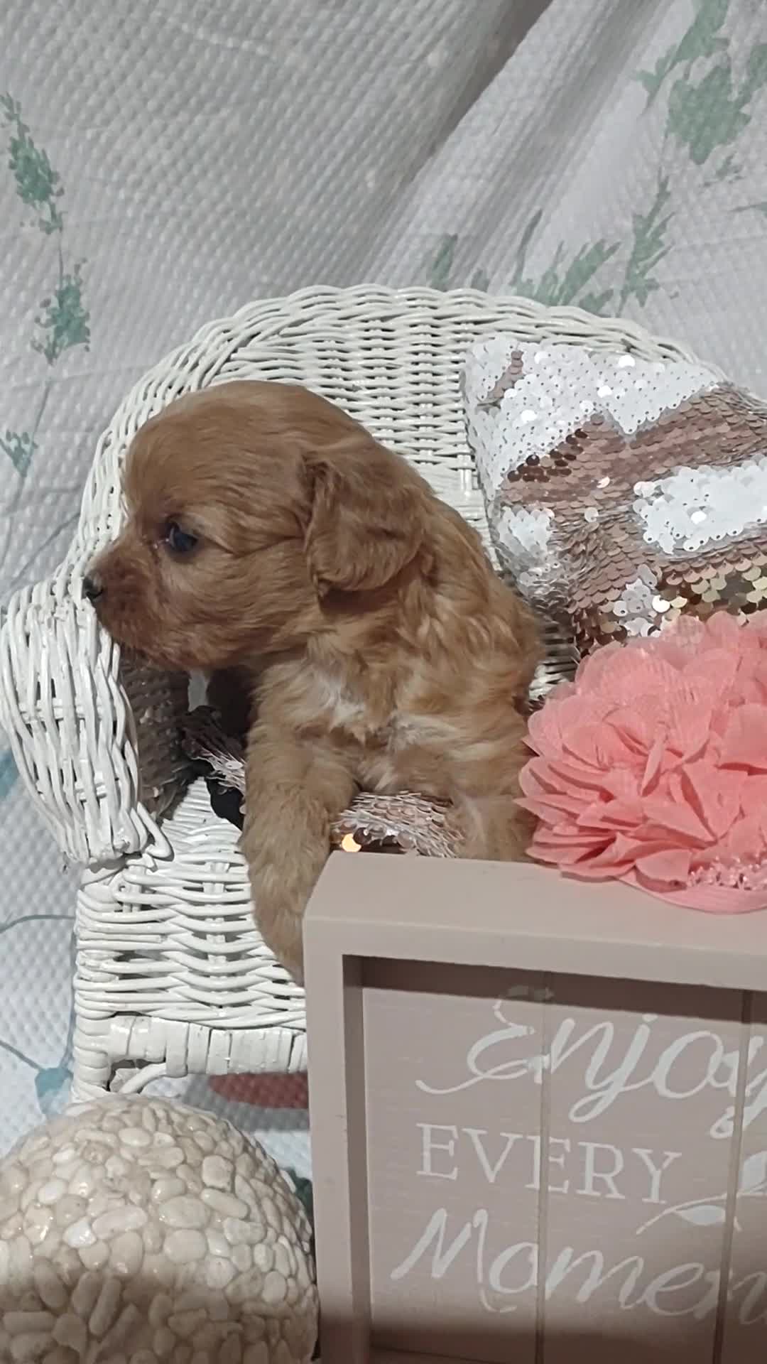 Cavapoo dogs for sale: Cavapoo 6 Tula - Video 1