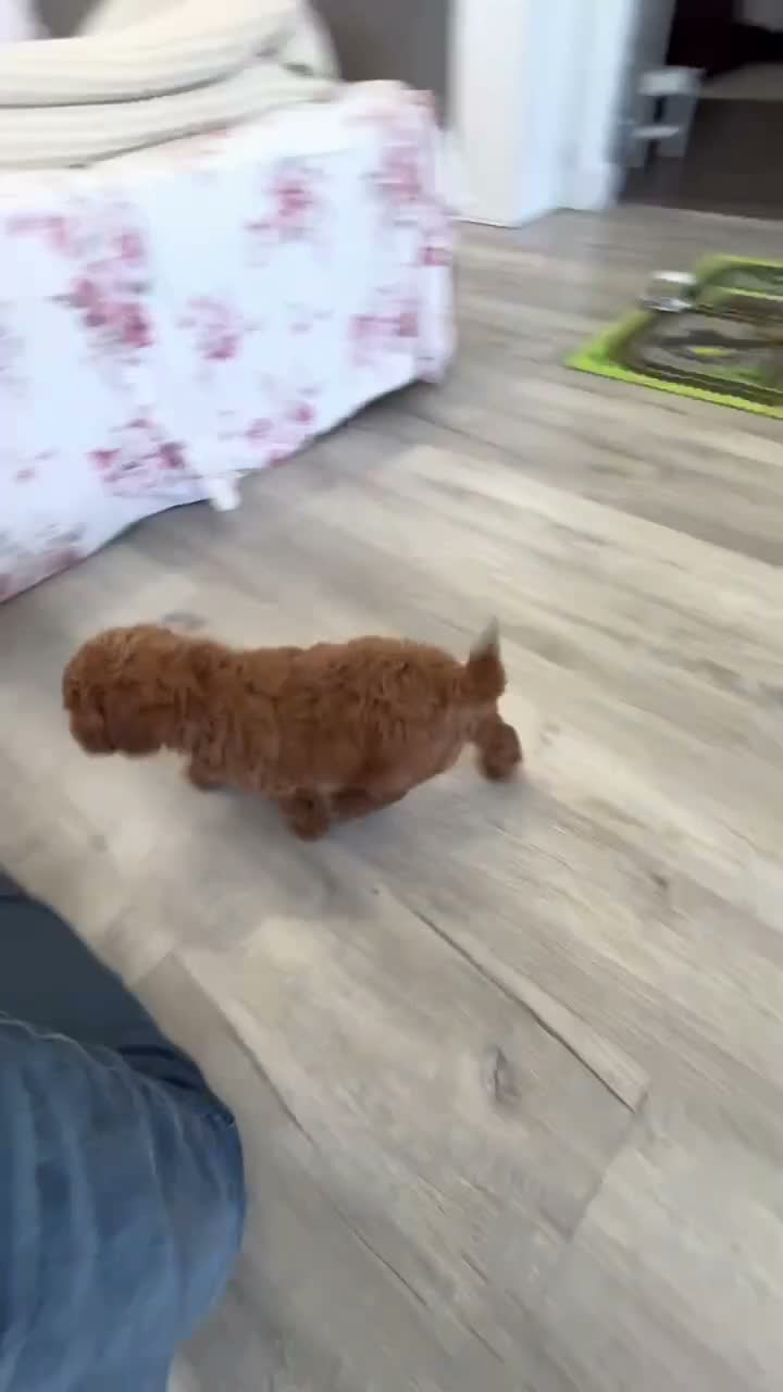 Mini Goldendoodle dogs for sale: Kenzo - Video 1