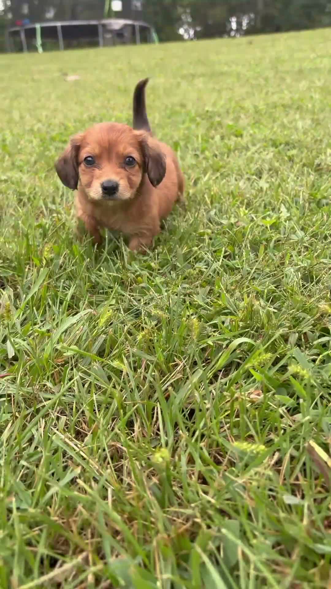 Miniature Dachshund dogs for sale: Emmy - Video 1