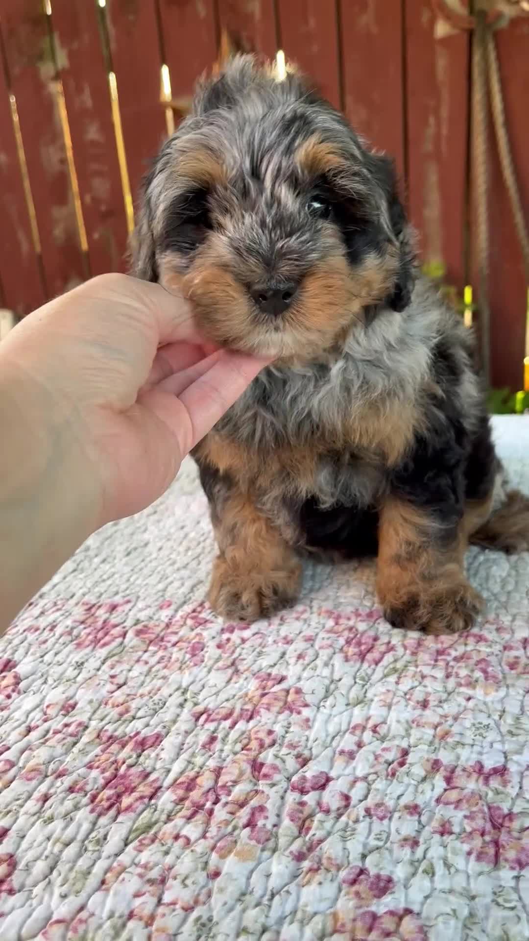 Mini Bernedoodle dogs for sale: Nicki - Video 1