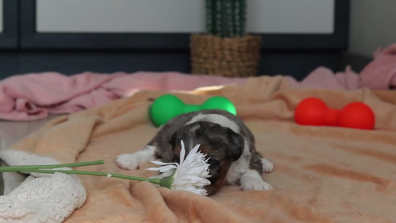 Mini Bernedoodle dogs for sale: Parker - Video 1